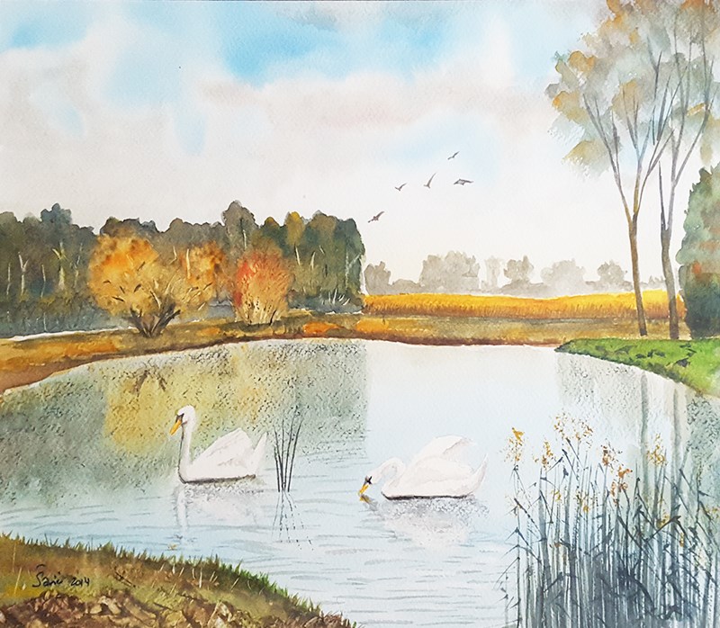 Two swans