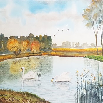 Two swans